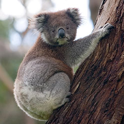 Koala Climbing