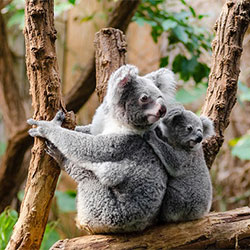 Koala named Jilly and her baby