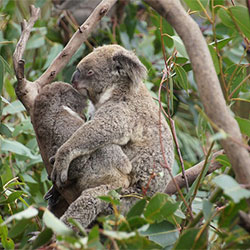 Koala named Nooka and her baby