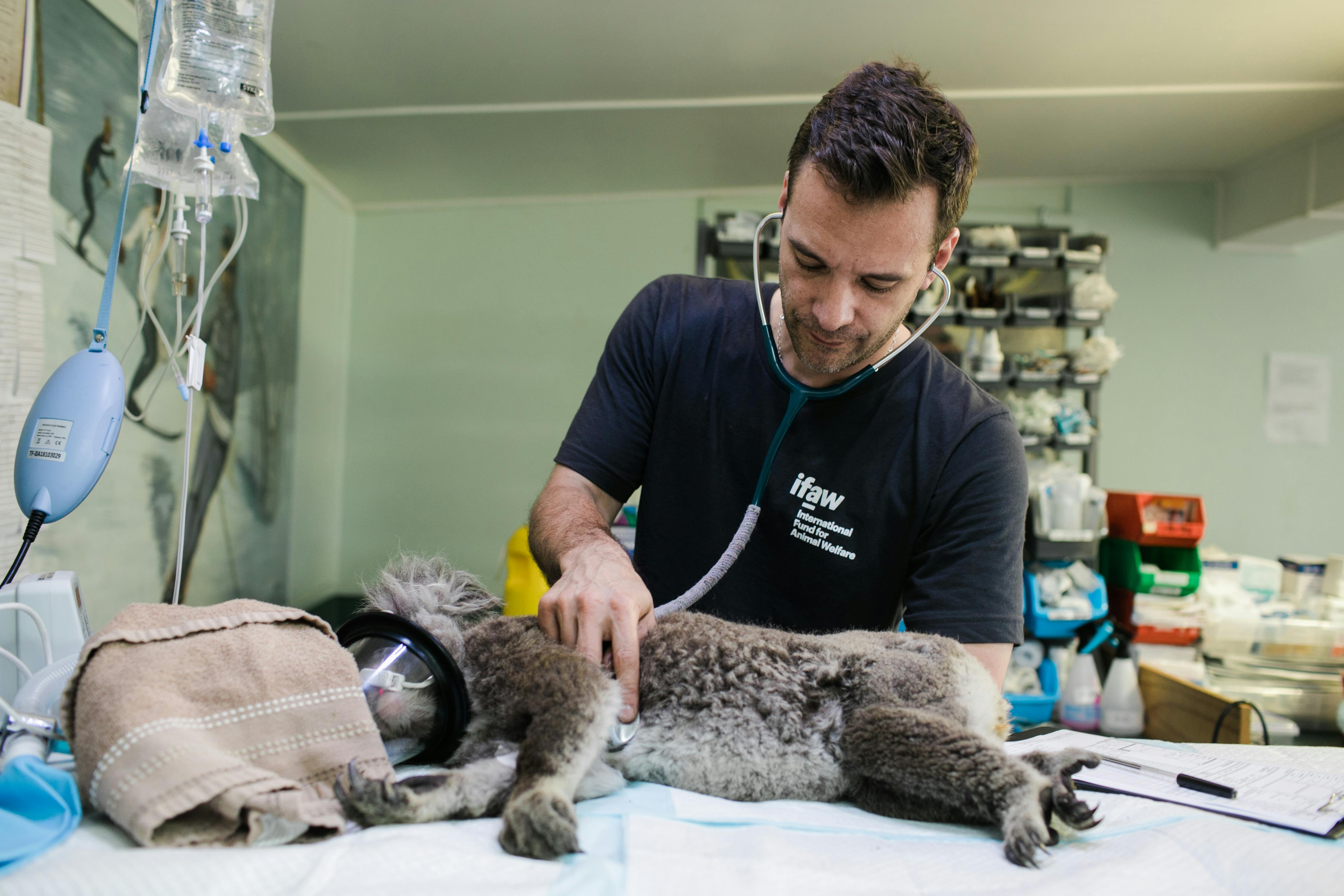 Koala getting cared for