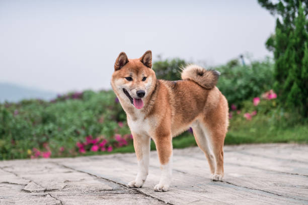 Greenland Dog